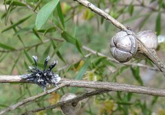 Septobasidium clelandii