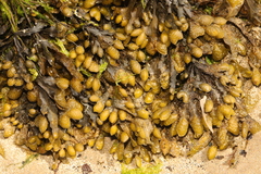 Fucus spiralis