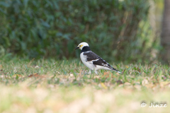 Gracupica nigricollis