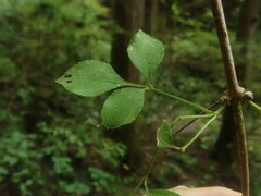 Staphylea bumalda