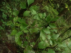 Staphylea bumalda