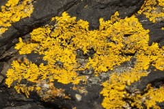 Xanthoria aureola
