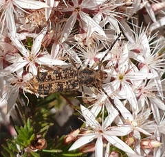 Pempsamacra dispersa