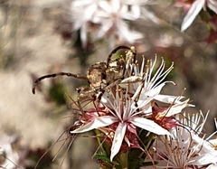 Pempsamacra dispersa