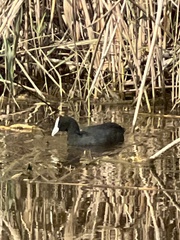 Fulica cristata