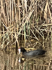 Fulica cristata