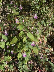 Impatiens balfourii