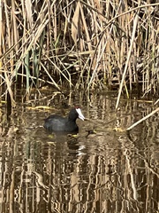 Fulica cristata