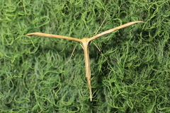 Emmelina monodactyla