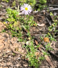 Brachyscome ciliaris