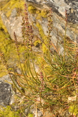 Triglochin maritima
