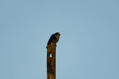 Microhierax latifrons