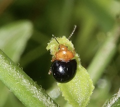 Nisotra