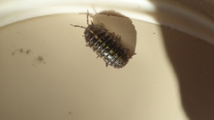 Armadillidium vulgare