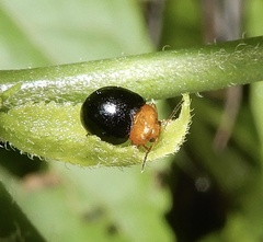 Nisotra