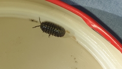 Armadillidium vulgare
