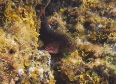 Ophioblennius atlanticus