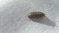 Armadillidium vulgare
