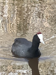Fulica cristata