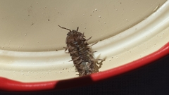 Armadillidium vulgare