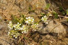 Cochlearia officinalis