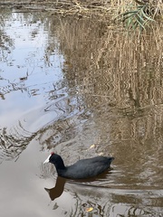 Fulica cristata