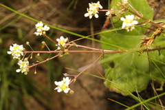 Cochlearia officinalis