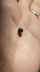 Armadillidium vulgare