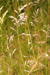 Festuca rubra