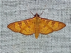 Prenesta scyllalis