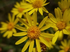 Senecio grisebachii