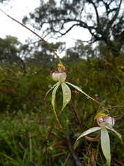 Caladenia venusta