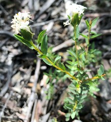 Pimelea glauca