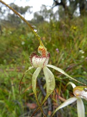 Caladenia venusta