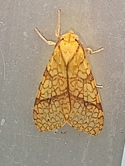 Lophocampa annulosa