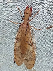 Corydalus flavicornis
