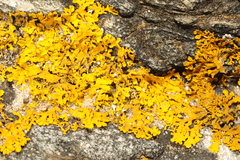 Xanthoria aureola