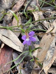 Scaevola ramosissima