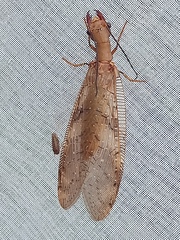 Corydalus flavicornis