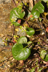 Cochlearia officinalis