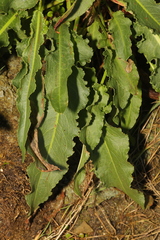 Rumex crispus