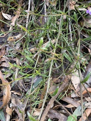 Scaevola ramosissima