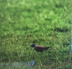Streptopelia tranquebarica