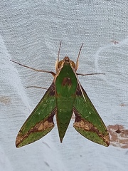 Xylophanes chiron
