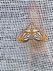 Chrysendeton cumalis