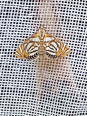 Chrysendeton cumalis