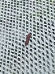 Euplatypus compositus