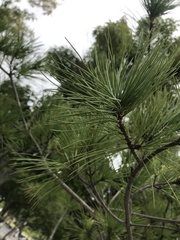 Pinus morrisonicola