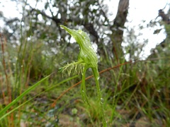 Pterostylis unicornis
