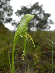 Pterostylis unicornis